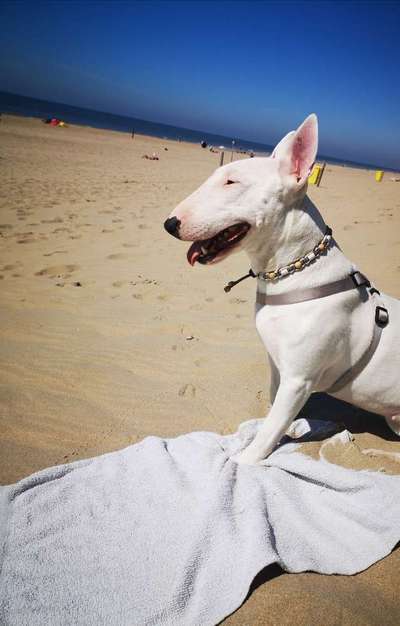 Miniatur Bull Terrier-Beitrag-Bild