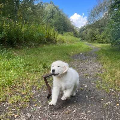 Hundetreffen-Welpenfreunde gesucht zum Spielen und Spazieren (September 24)-Bild