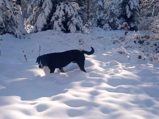 Weitere Große Schweizer Sennenhunde (oder andere große Rassen) hier?-Beitrag-Bild