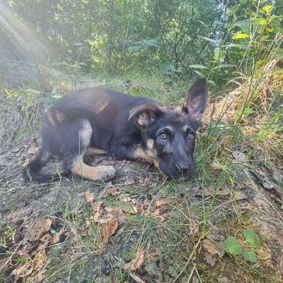 Hundetreffen-Welpenspielrunde-Bild