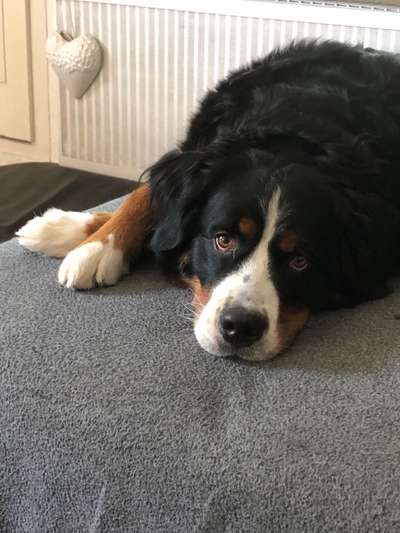 Berner Sennen-Beitrag-Bild