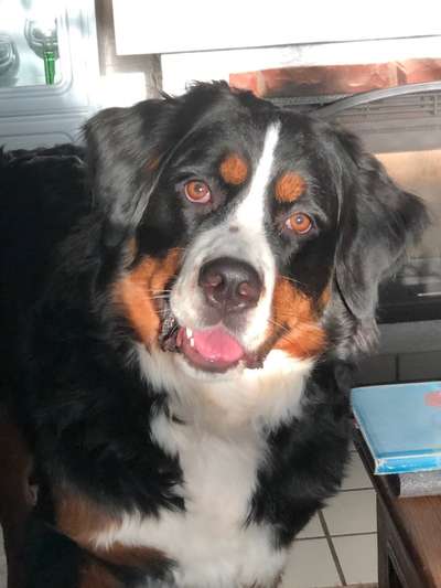 Berner Sennen-Beitrag-Bild