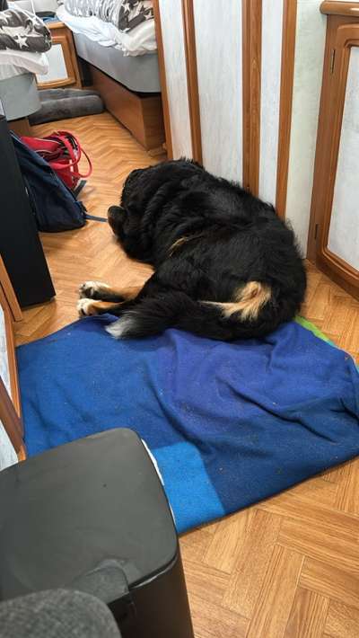 Wo schlafen eure Hunde im Wohnmobil?-Beitrag-Bild