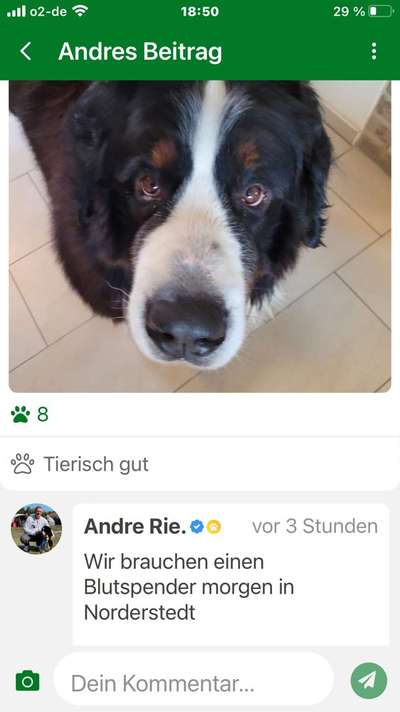 Berner Sennen-Beitrag-Bild