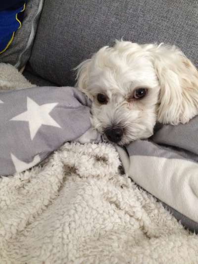 Bolonka Zwetna Freunde-Beitrag-Bild