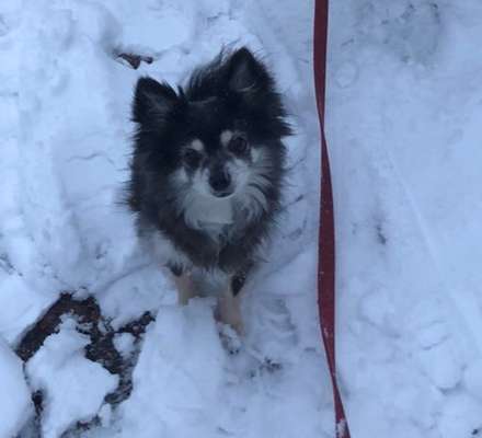 Dogorama Photo Challenge - Winterstimmung-Beitrag-Bild