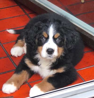 Welpen Bilder !-Beitrag-Bild