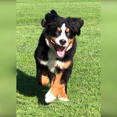 Die Dogorama Kalender Challenge Titelbild-Beitrag-Bild