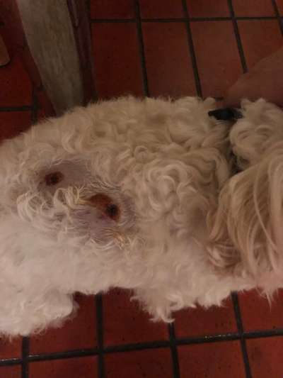 Deine Frage an einen Hundetrainer (Dogorama Webinar)-Beitrag-Bild