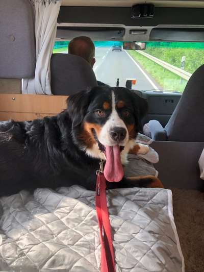 Die Dogorama Wochen Challenge-Beitrag-Bild