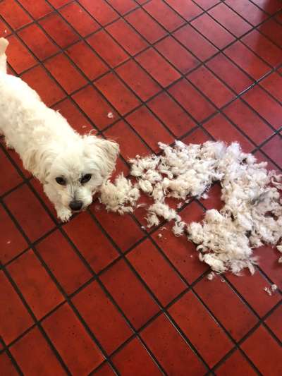 Bolonka Zwetna Freunde-Beitrag-Bild