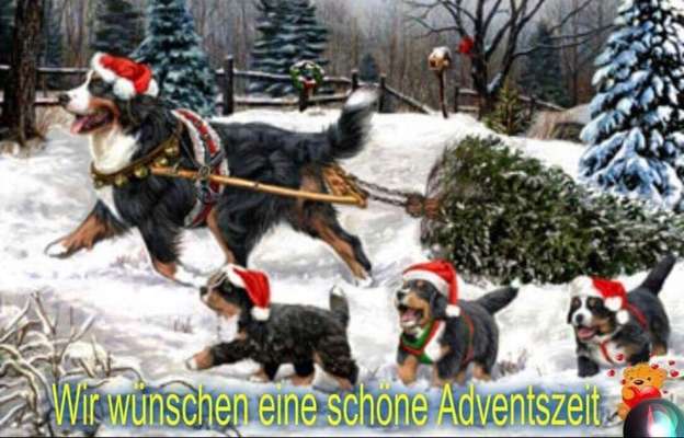 Berner Sennen-Beitrag-Bild