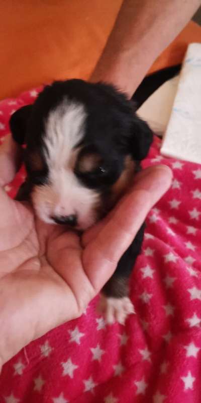 Welpen Bilder !-Beitrag-Bild