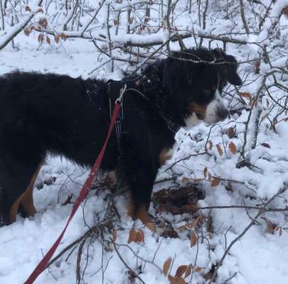 Dogorama Photo Challenge - Winterstimmung-Beitrag-Bild