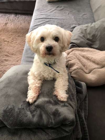 Bolonka Zwetna Freunde-Beitrag-Bild