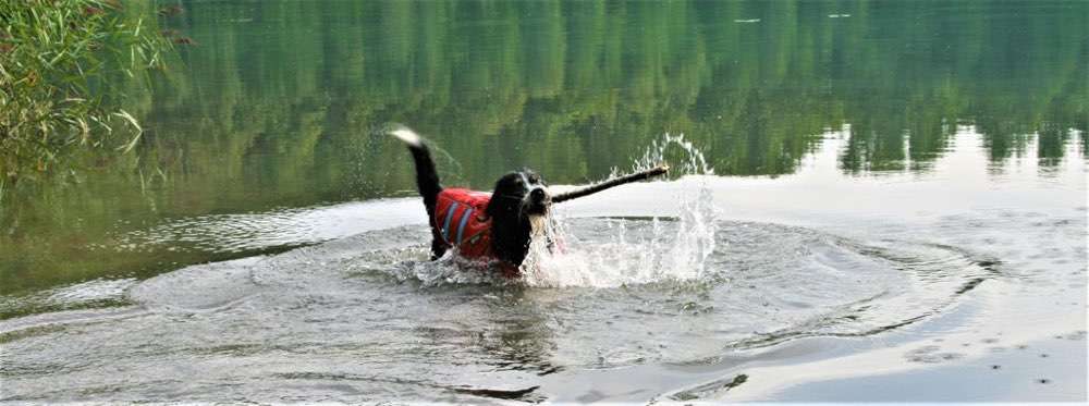 Berner Sennen-Beitrag-Bild