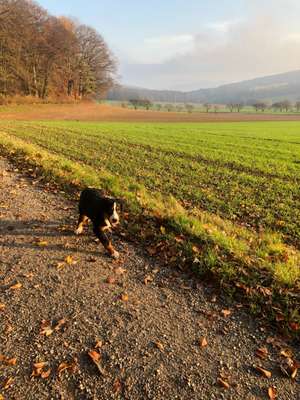 Hundeauslaufgebiet-Hameln Holtensen-Bild