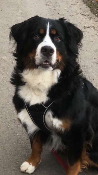 Berner Sennen-Beitrag-Bild