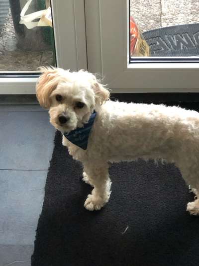 Welche Rasse ist es ?-Beitrag-Bild