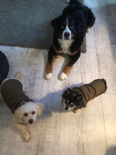 Hundesachen von Temu-Beitrag-Bild