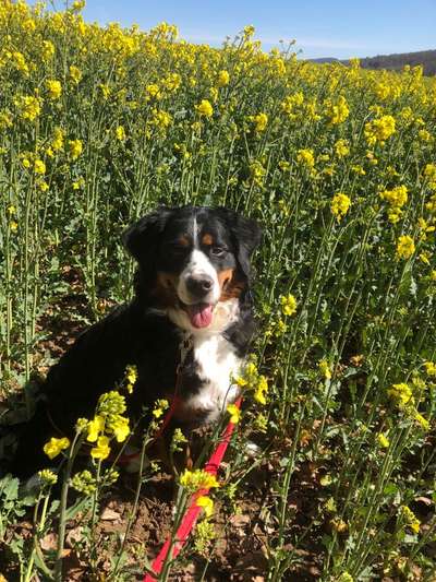 Berner Sennen-Beitrag-Bild