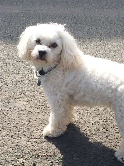 Welche Rasse ist es ?-Beitrag-Bild