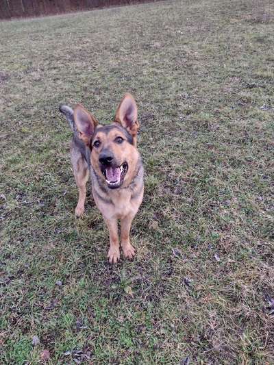 Wo sind die Osteuropäischen Schäferhunde-Beitrag-Bild