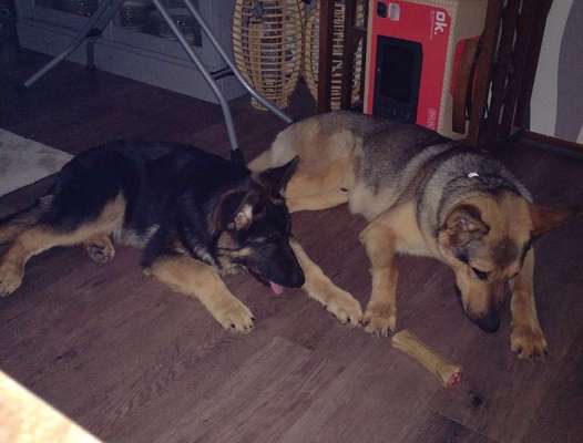 Deutsche Schäferhunde, Belgische Schäferhunde.-Beitrag-Bild