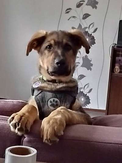 Welpen Bilder !-Beitrag-Bild