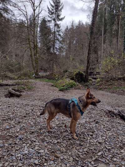 Deutsche Schäferhunde, Belgische Schäferhunde.-Beitrag-Bild