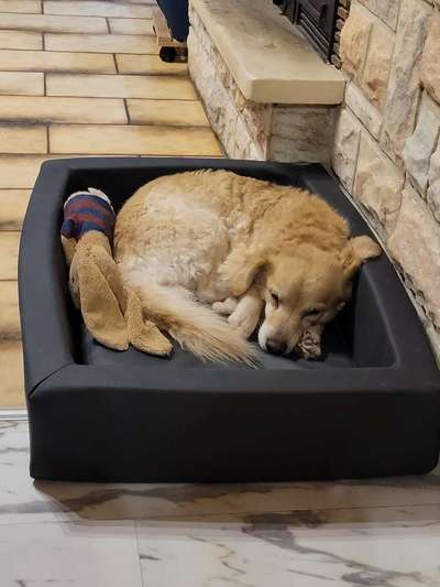 Wo sind die Golden Retriever Liebhaber?-Beitrag-Bild