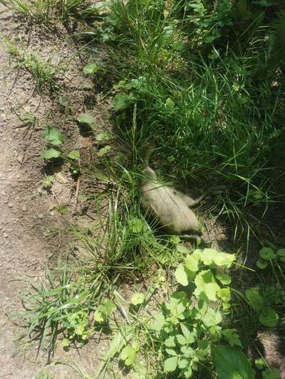 Giftköder-tote Ente direkt neben Wanderweg-Bild