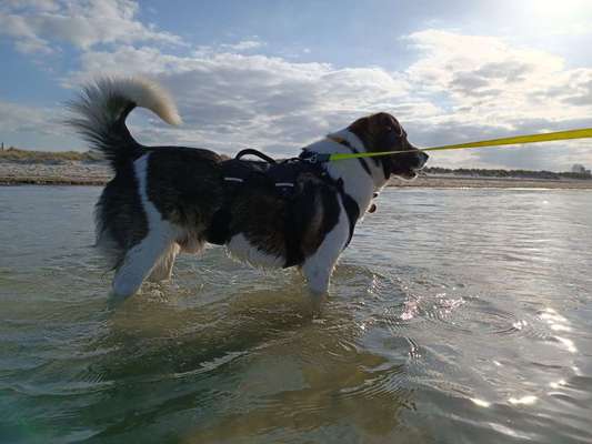 Hundetreffen-Gassi gehen und Begegnungen üben-Bild