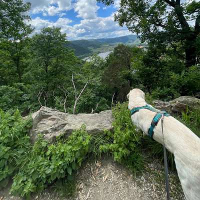 Hundetreffen-Rudelspaziergang in Krems-Umgebung/Melk-Bild