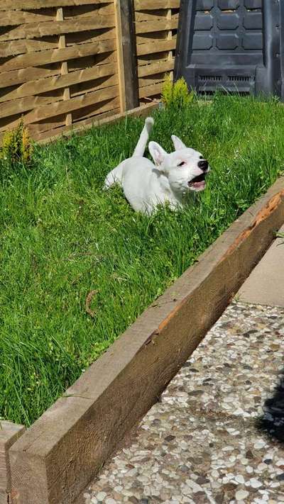 Die Dogorama Monats Challenge "Es grünt und blüht"-Beitrag-Bild