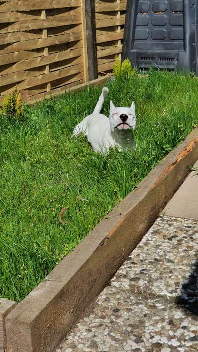 Die Dogorama Kalender Challenge 4/4-Beitrag-Bild