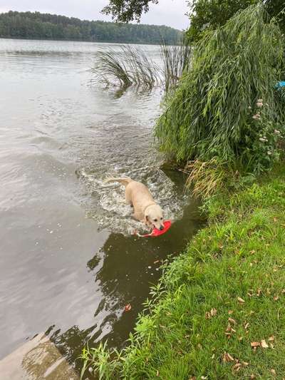 Wo sind die Golden Retriever Liebhaber?-Beitrag-Bild