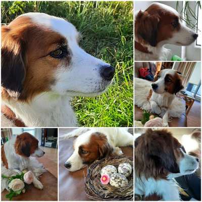 Hunde Porträt (Portrait) Galerie....-Beitrag-Bild