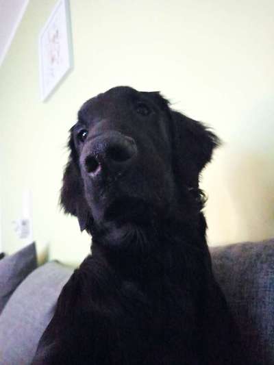 Die besten Hundeblicke 🐾❤️-Beitrag-Bild