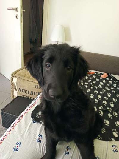 Flat Coated Retriever-Beitrag-Bild