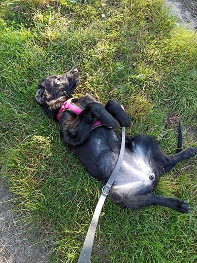 Die Dogorama Wochen Challenge-Beitrag-Bild