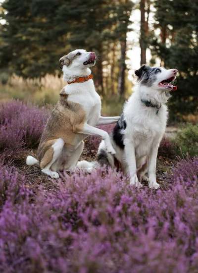 Hundetreffen-Hundetreffen-Bild