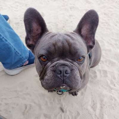 Hundetreffen-Spielen am Strand-Bild