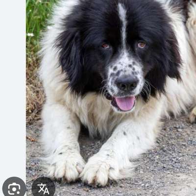 Herdenschutzhund-Beitrag-Bild