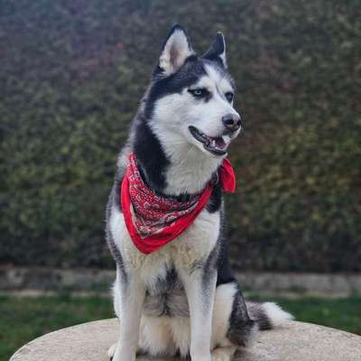 Hundetreffen-Gemeinsame Gassi Runden :)-Bild