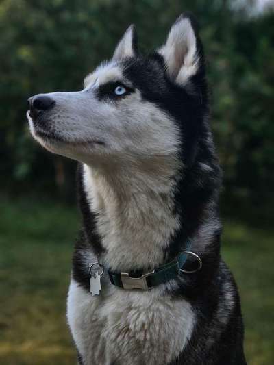 Hundetreffen-Gassi Runde Unterjettingen-Bild