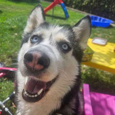 Hundetreffen-Gassirunde 🐾-Bild