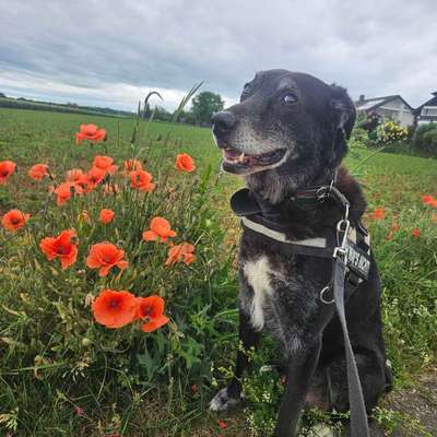Hundetreffen-Senioren Gassi Runde-Bild