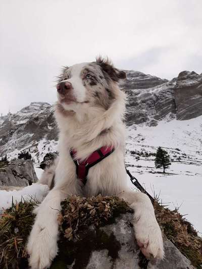 Aussies-Beitrag-Bild