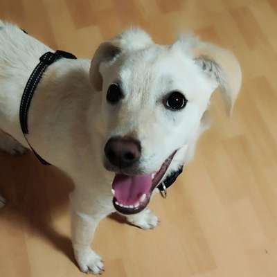 Hundetreffen-Hundespieltreff-Bild